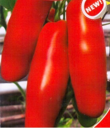 Tomato fan - ‘fan’, 🍅