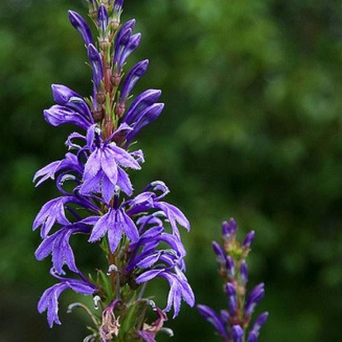 Lobelia sessilifolia 50 - lobelia, sessilifolia-