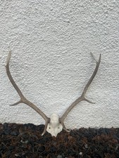 Stag Antlers 9 Points