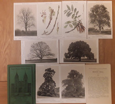British Museum - BRITISH TREES -Set F35 - X8 Postcards in original envelope. 