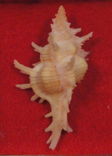 Murex chicoreus aculeatus - murex,