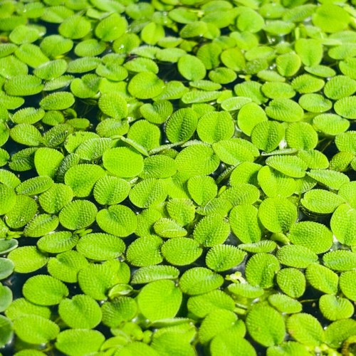 Water spangles salvinia - water,