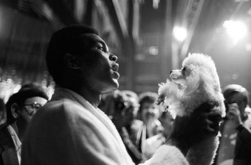 Muhammad ali holding poodle - ali,
