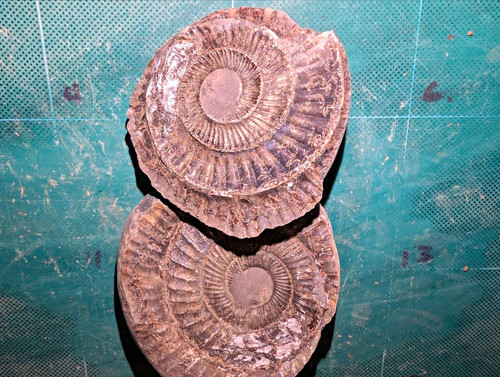 Genuine jurassic ammonite - genuine,