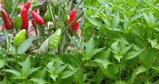 Zimbabw Birds Eye Chilli Plant