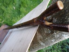 Blackthorn thumb Walking Stick