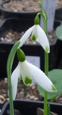 Galanthus peshmenii GREEN FLIGHT - early GREEN MARKINGS - OCT/NOV flowering size