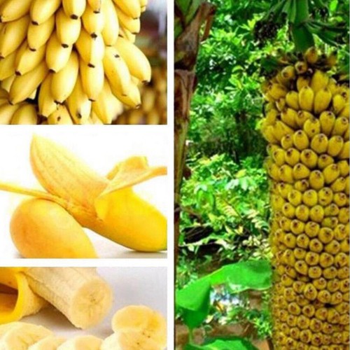 100pcs rare dwarf sweet - 100pcs,