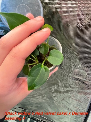 Anthurium black widow red - widow, x