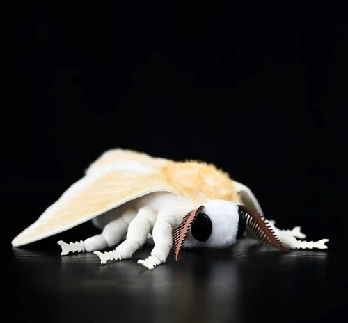 Silkworm moth insect inch - insect,