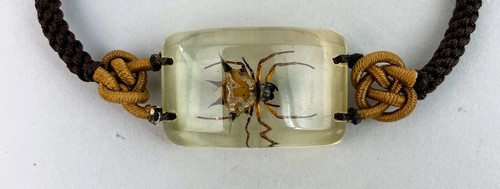 Kite spider bug specimen - kite,