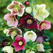 HELLEBORE ORIENTALIS SUPERIOR