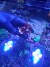 Dragon breath marine - dragon's,