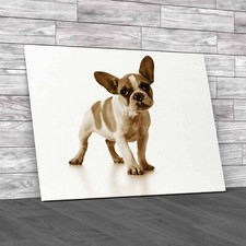 Adorable French Bulldog Puppy