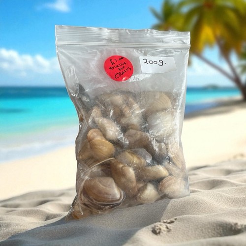 Sea shells 200g bags - shells,