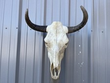 STEER SKULL 22 Inch WIDE BULL