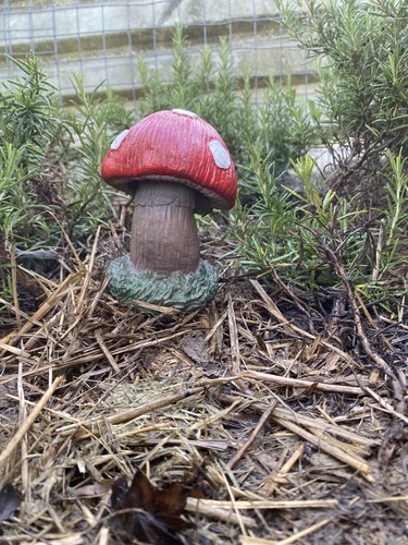 Mushroom toadstool stone - toadstool,