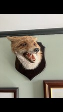 Taxidermy Fox By J Crewdson