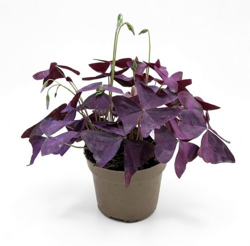 Oxalis triangularis purple - triangularis, |