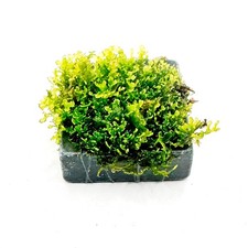 Mini Pelia Coral Moss on Slate / Riccardia Chamedryfolia / Live Aquarium Plants