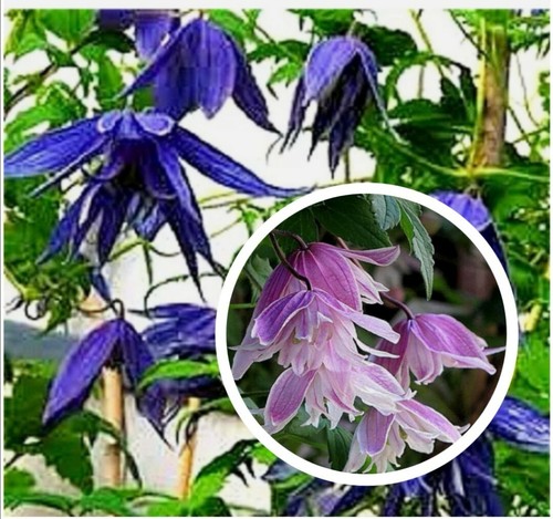 Clematis macropetala hybr - -, hybr.