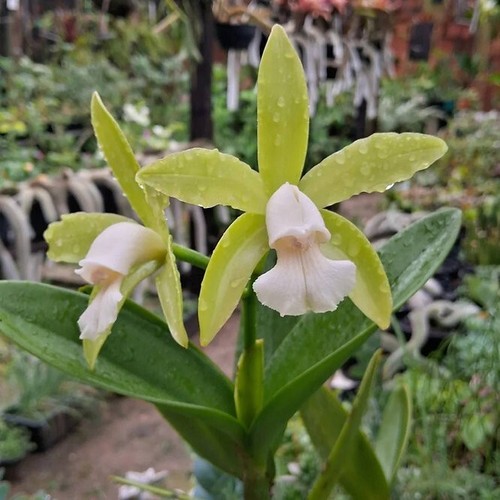 Rare cattleya tigrina - rare, alba