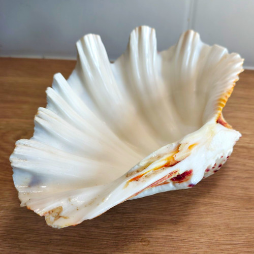 Large hippopus shell - hippopus,