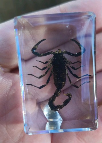 Real scorpion bug insect - scorpion,