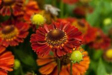 HELENIUM 'Salsa' - Hardy Perennial Plant - ex 9cm (P9) Pot
