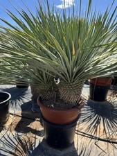 yucca rostrata double trunk 3 Ft  45 L - Pot not included - 10 Available