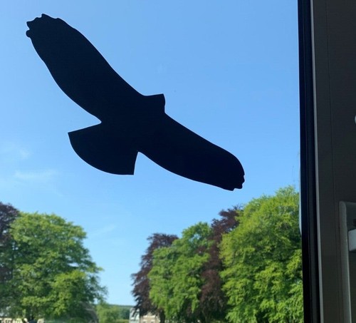 Silhouette birds prey - silhouette, of