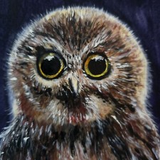 Little Owl Chick Original
