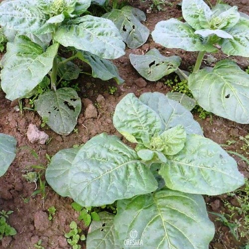 Tobacco shtambur 300 pcs - shtambur, 300+