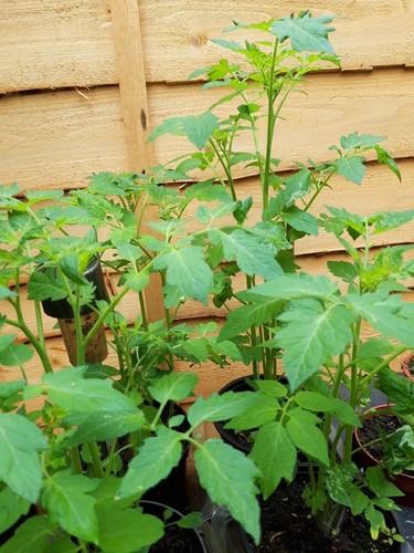 Tomato cherry plants - cherry,