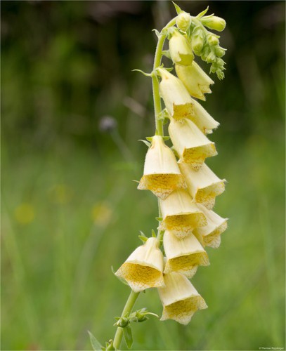 Straw foxglove digitalis - foxglove,