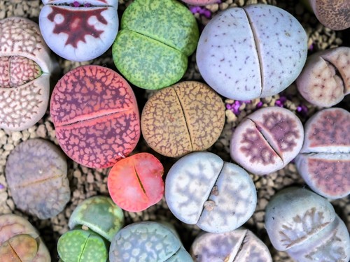 Living stone lithops - /,