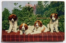 Postcard - DOGS, ST BERNARD PUPPIES, Posted from DENMARK (AN12-18)