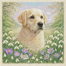 Golden labrador puppy dog - labrador, in