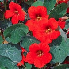 3 x Bedding Plants Nasturtium