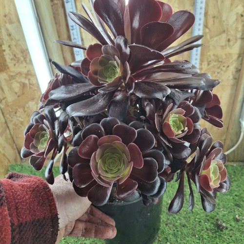 Aeonium established velour - established,