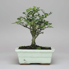 Chinese Pepper (Zanthoxylum
