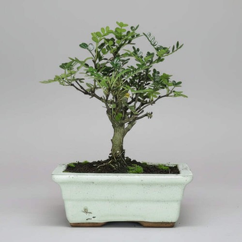 Chinese pepper zanthoxylum - pepper, (zanthoxylum