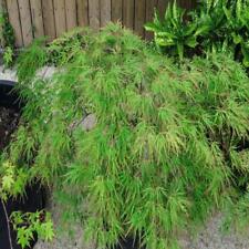 Acer Palmatum 'Seiryu'