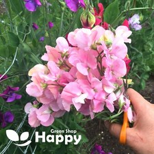 SWEET PEA - NELLIE VINER - 15 SEEDS - Lathyrus Odoratus - Pale Rose Pink