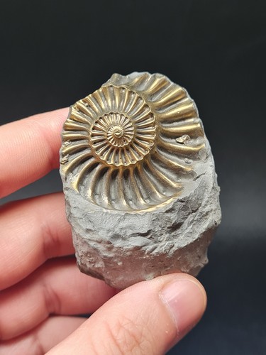 Pyritized pleuroceras ammonite - pyritized,
