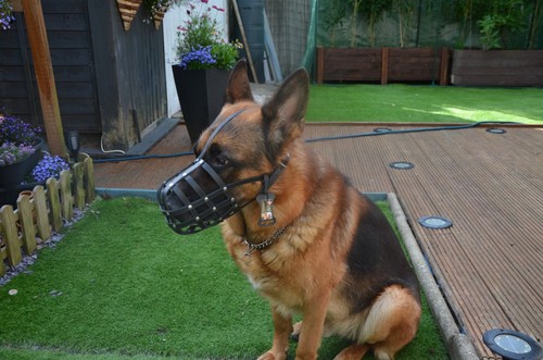 Leather dog muzzle german - dog,