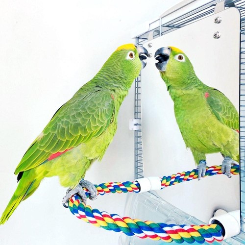 Pet bird large mirror - large,