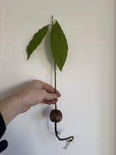 Rooted Live Avocado Plant