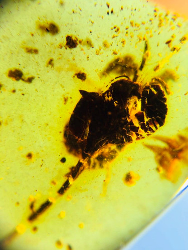 Burmese burmite cretaceous - burmese,