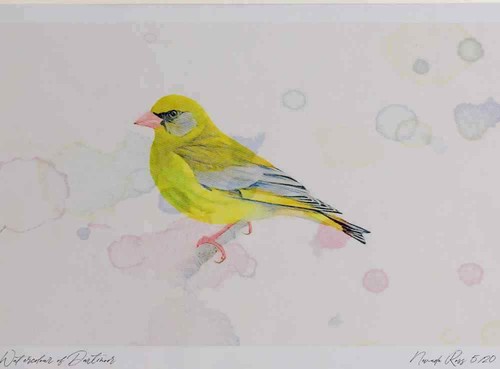Greenfinch male watercolour - a3,